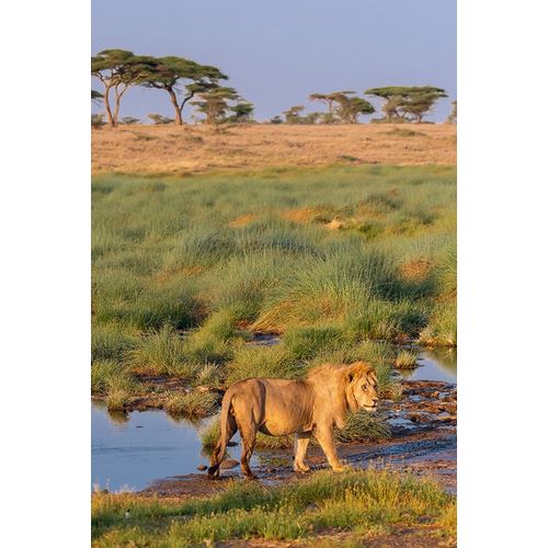 Africa-Tanzania-Serengeti National Park Male lion and water